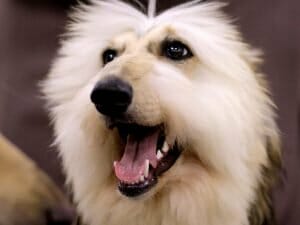 A dog, yesterday