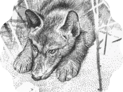 A thank you – for Wolf Brother