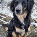An update on Torak the dog and his human