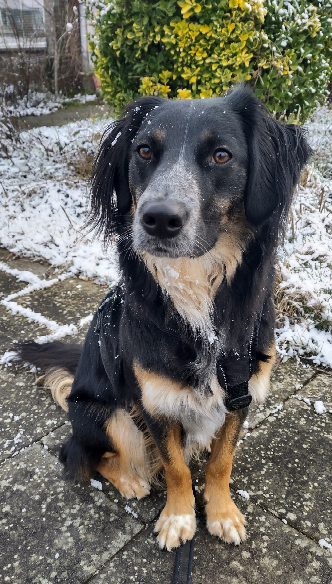 An update on Torak the dog and his human