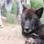 Thank You for the Wolf Brother books (*Spoiler Alert* to those who haven’t read Wolfbane!)