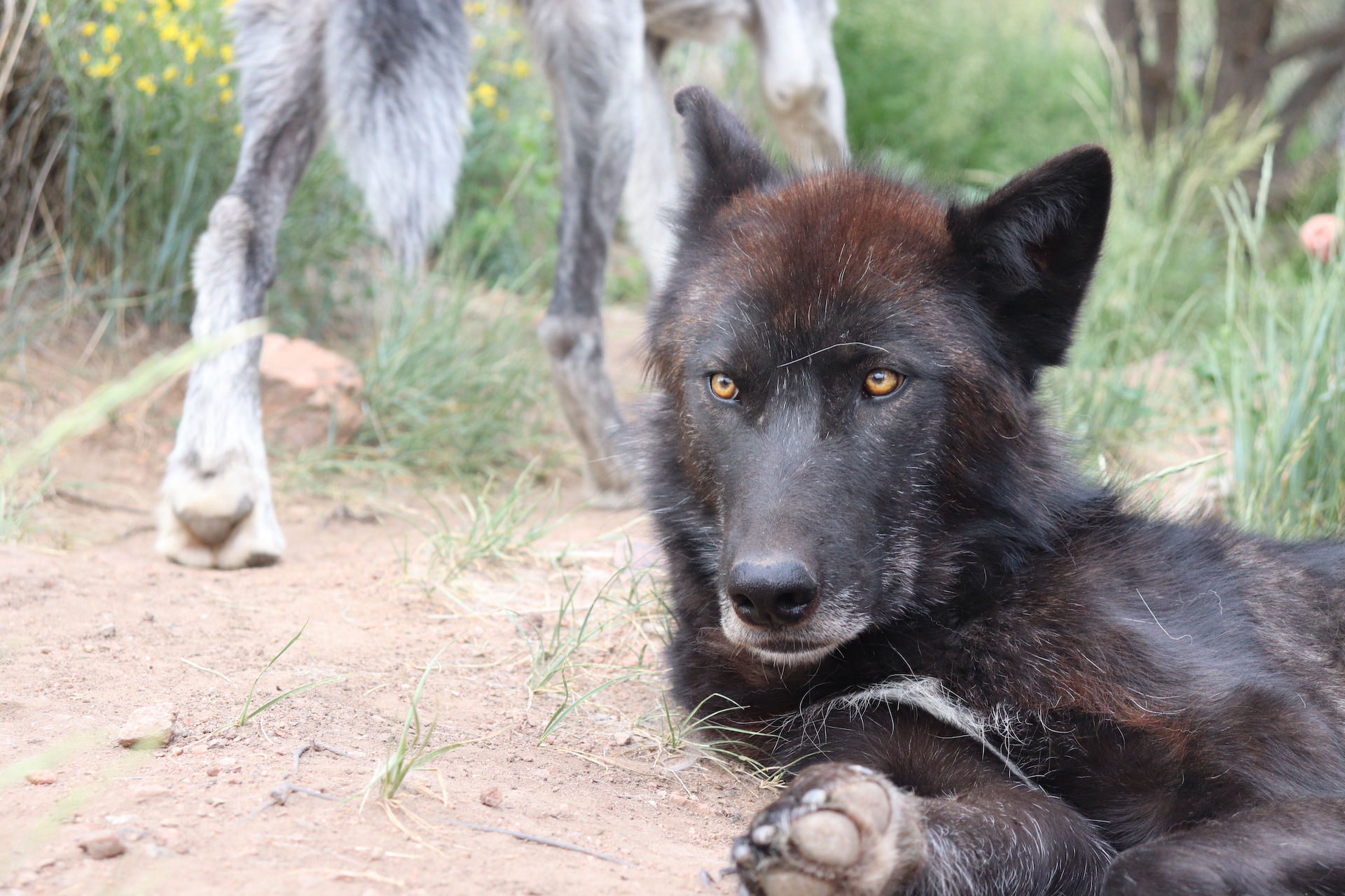 Thank You for the Wolf Brother books (*Spoiler Alert* to those who haven’t read Wolfbane!)