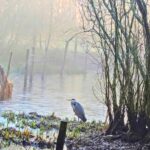 Heron photos in your latest newsletter