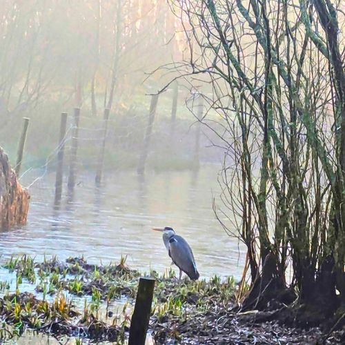 Heron waiting for the mist to clear