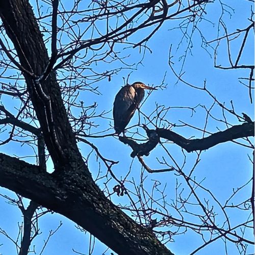 Heron basking in a tree