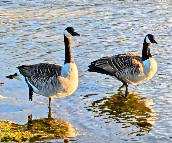 Canada geese standing on one leg by the pond