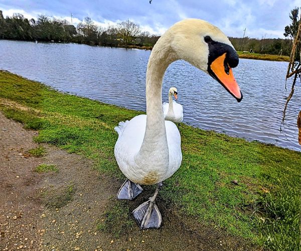 A swan approaching very close, interested in a Tesco's shopping bag